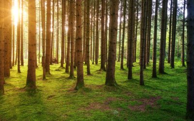 I Pellet di Legno: Energia Pulita e Sostenibile per il Futuro dell’Europa